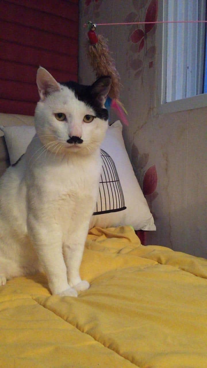 kucing hitler